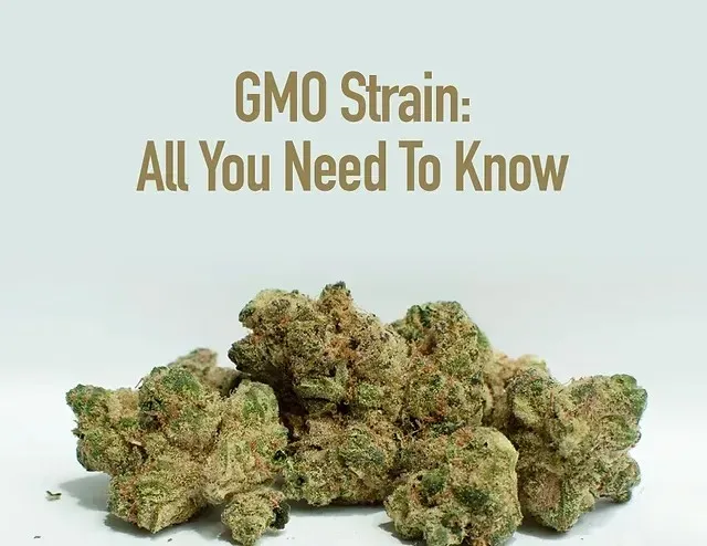 GMO Strains