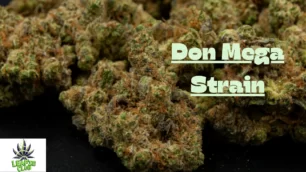 Don Mega Strain